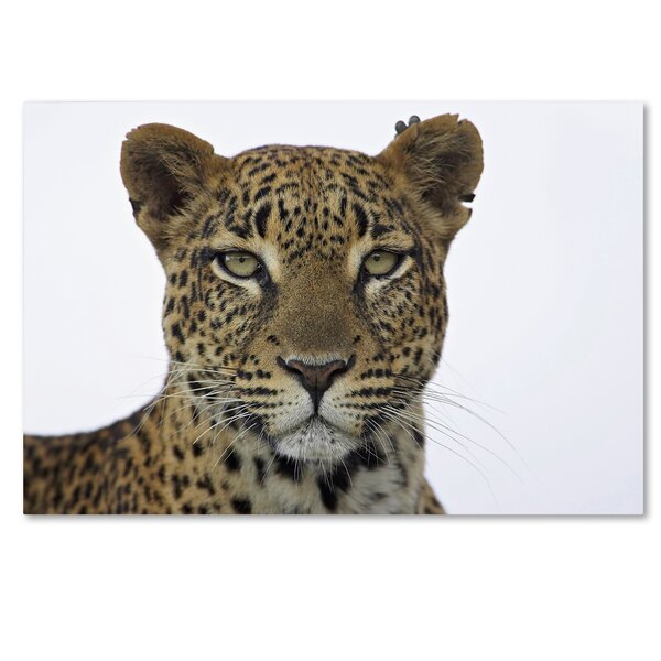 Trademark Art 'Leopard' Graphic Art Print on Wrapped Canvas | Wayfair